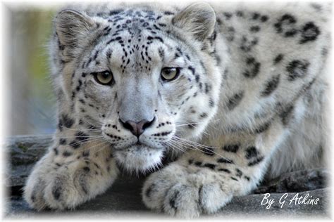Snow Leopards Flickr