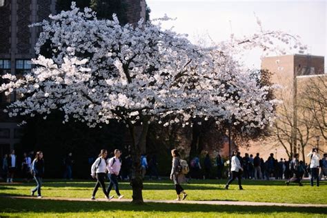 First Signs Of Spring At Uw Cherry Blossoms Photo 6