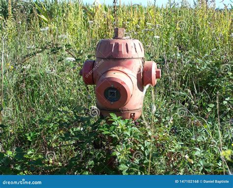 Fire Hydrant Stock Photo Image Of Flame Close Greenery 147102168