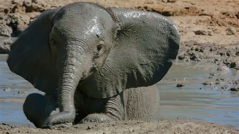Baby Elephants Adorable First Bath Bbc Earth Youtube