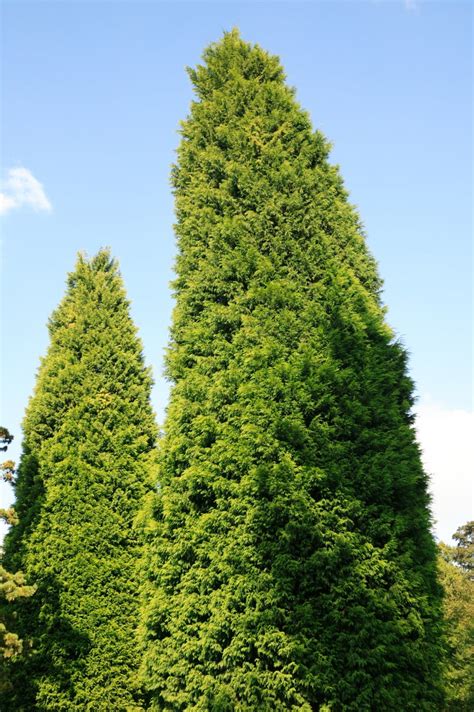 Trimming Leyland Cypress Trees How And When To Prune Leyland Cypress