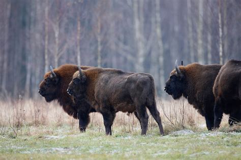 Wisent Bison Bonasus Rewilding Europe Rare Animals Weird Animals