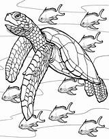 Turtle Realistic Drawing Coloring Sea Pages Animal Adults Leatherback Getdrawings sketch template