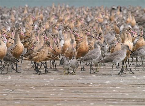 Uc Berkeley Study Says Migratory Birds Use Infrasound To Avoid Storms