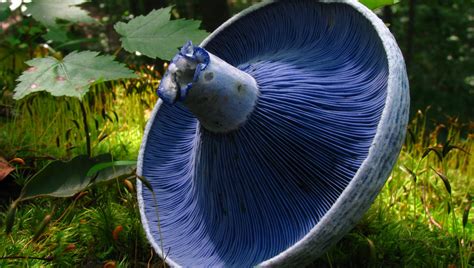 Blue Mushroom Dye Used To Develop New Fluorescent Tool For Cell Biologists