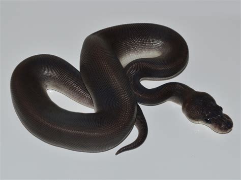 We did not find results for: Black Pastel Cinnamon - Morph List - World of Ball Pythons