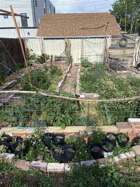 25 Different Veggies Fruits And Herbs Growing Zone 5b All Recycled