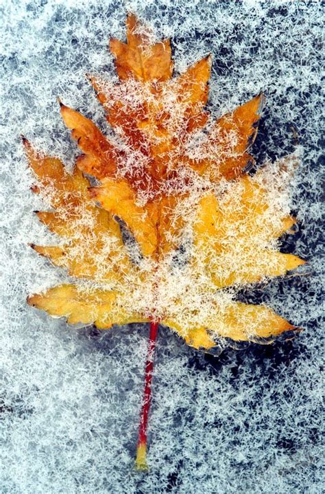 Frozen Fall Leaf Autumn Leaves Winter Scenes Winter Wonder