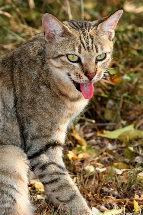 African Wildcat African Wildcat Meow Small Wild Cats Wild Cat