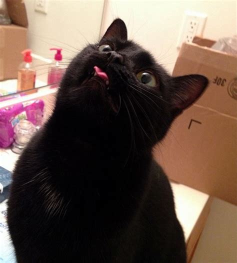 Black Cat Pfp Funny Black Cat Png Free Download Photo