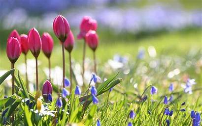 Spring Flowers Wallpapers Nature Flower Pixelstalk Awesome
