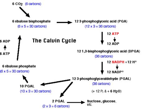 Atp molecules are produced in photosynthesis and used up in respiration. 4.7: Photosynthesis - Pathway of Carbon Fixation - Biology LibreTexts