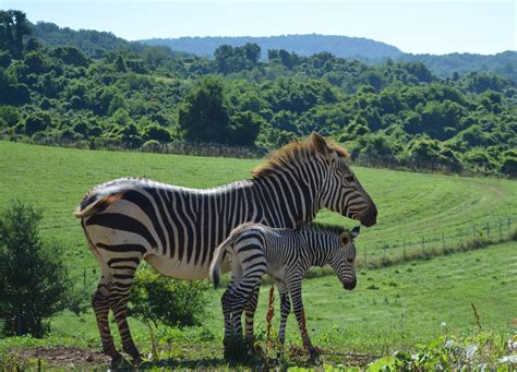 Featured Creature Hartmanns Mountain Zebra Smithsonians National Zoo