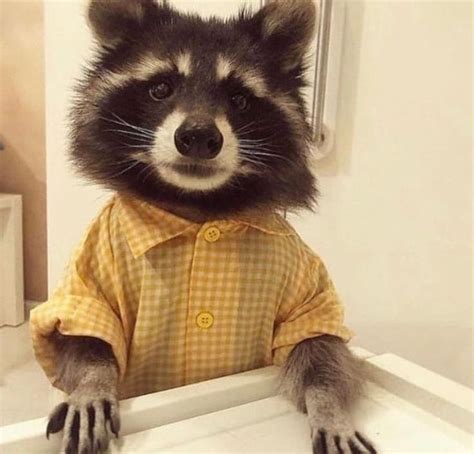 Father Raccoon Threetn With Images Cute Raccoon Pet Raccoon