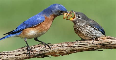 Eastern Bluebird Bird Facts Sialia Sialis Az Animals