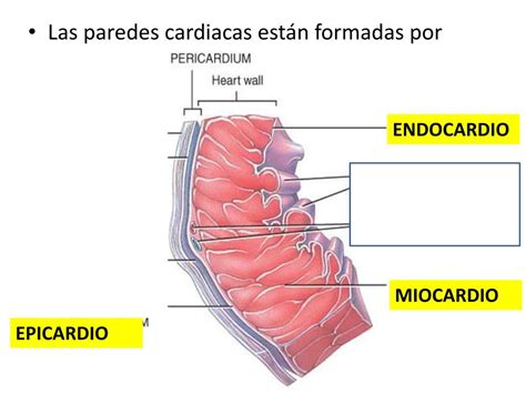 Ppt Corazón Y Sus Membranas Powerpoint Presentation Free Download