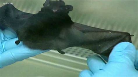 Health Officials Detect Rabid Bat In Bannock County