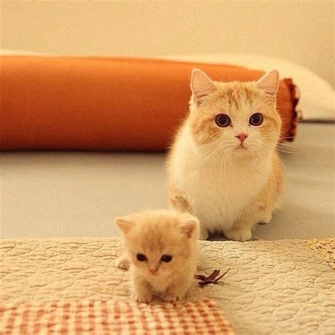 Kitten And Her Mom Raww