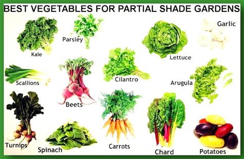 In the winter these beds get full sun, but in the summer they might get as a little as four or now my shade gardening experiment may not be applicable to northern climates. What To Plant In a Partial Shade Garden?
