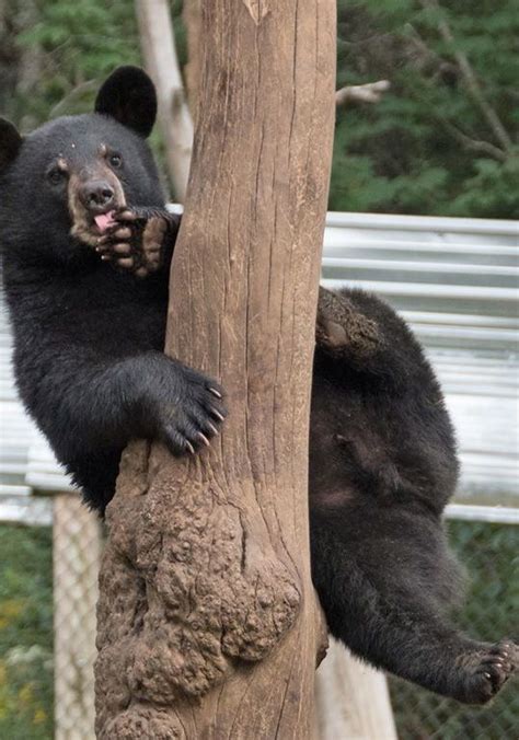 Pin By Rachel Summers On Animals Black Bear Bear Animals