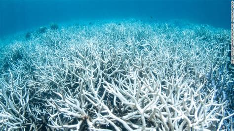 Scientists Warming Water Cooking Great Barrier Reef Cnn Video