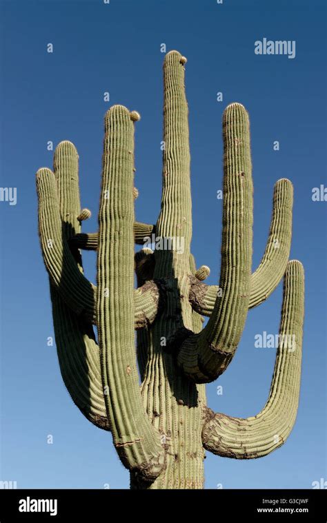 Saguaro Cactus Near Sedona Arizona Usa Stock Photo Alamy