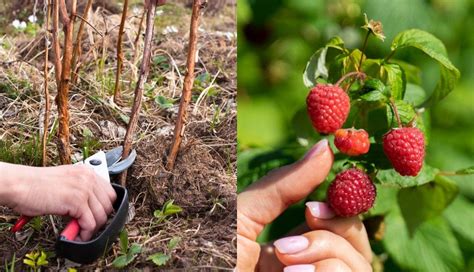 How To Prune Raspberries For A Bumper Harvest Year After Year Veg