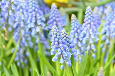 Blue Hyacinth Grape Flowers As A Good Spring Background Beautiful