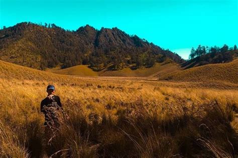 Oro oro ombo adalah salah satu tempat terindah di jalur pendakian gunung semeru, berupa hamparan verbena brasiliensis bunga ungu (mirip)lavender yang sangat. Oro Oro Ombo - Harga Tiket Masuk - Spot Foto Terbaru 2020
