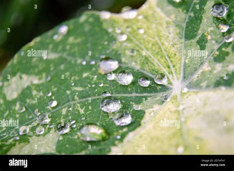 Close Up View Of Water Droplets On A Nasturtium Leaf Stock Photo Alamy