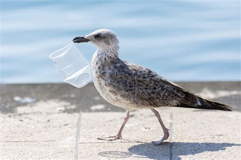 The Effect Of Plastic Pollution On Marine Life