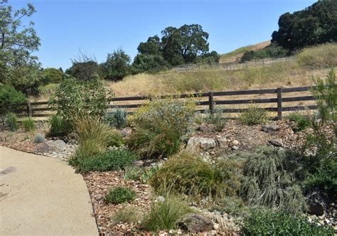 Adding California Native Bunchgrasses To Your Garden