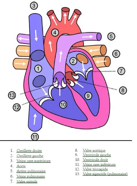 Anatomie Du Coeur Humain