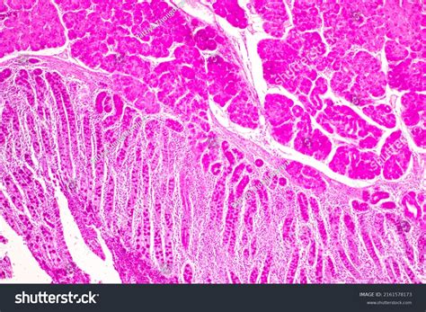 Tissue Stomach Human Under Microscope Lab Stock Photo 2161578173