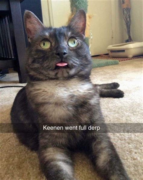 25 Cat Memes Derp Factory Memes
