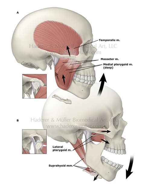 Jaw Anatomy And Function Haderer And Muller