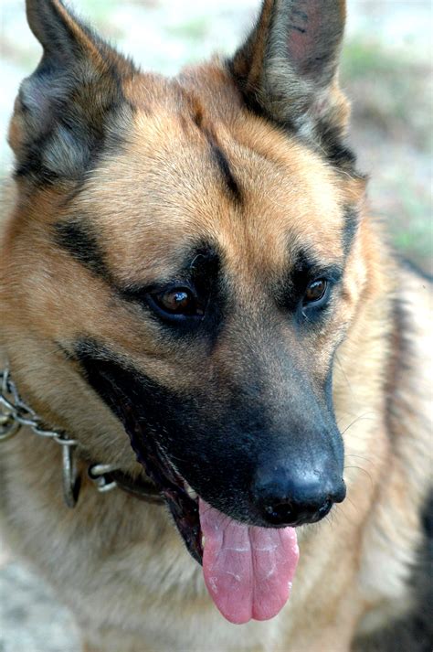 Free Images Working Cute Canine Looking Portrait German Shepherd