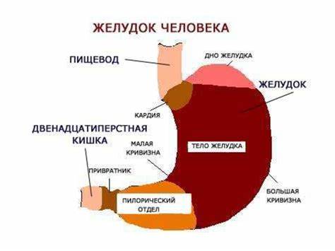 Рак желудка 4 стадии диета Рак желудка - презентация онлайн Рак желудка - презентация онлайн Рак желудка 4 стадии диета