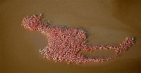 Flamingos Making A Giant Flamingo Imgur