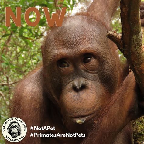 Orangutan Foundation International Ofiorangutan Twitter
