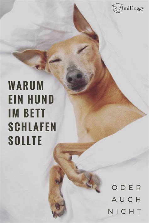 Dabei ist es meist kein problem, wenn der hund ins bett darf. #Hund im Bett || #Hunde || Tipps || Ideen | Hunde bett ...