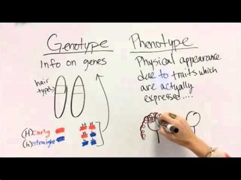 Phenotype= melanin production, mendels' peas. Genotype vs Phenotype - YouTube