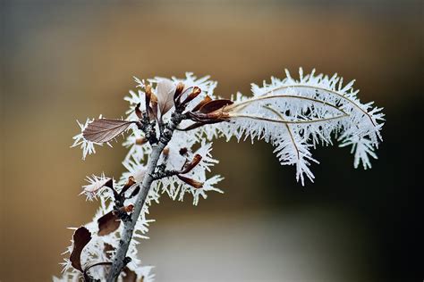Hoar Frost Vs Rime Ice Frozen Ice Crystals January Colo Flickr