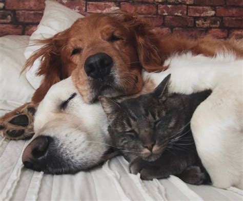 20 Cute Animals That Adore Cuddling The Frisky