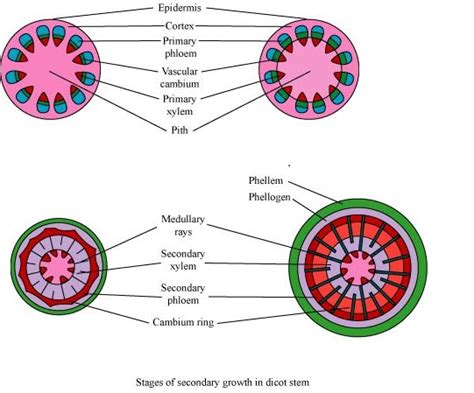 Vascular Plants Diagram