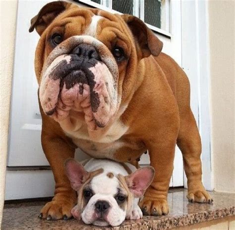 We live and breathe english bulldogs and are committed to the preservation of the true purebred dog, striving to breed to the standard that was established in 1890. 17 Best images about English Bulldog dog art portraits ...
