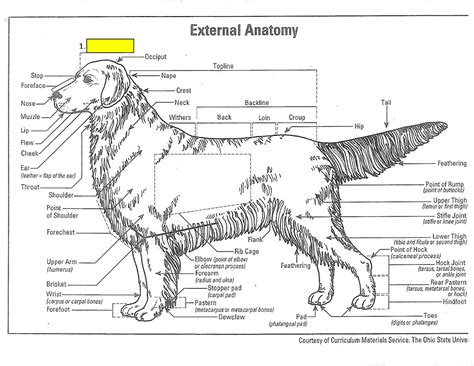 Swollen leg in dog affected by osteosarcoma. External Dog Anatomy - Ohio 4H - 4h Dog with Rose at Homeschool - StudyBlue