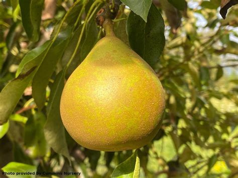 Pears Edible Landscaping Tree And Natives Nursery Sylvaticaforestfarm