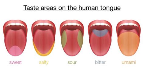 See that animation and get knowledge about taste buds in tongue. Royalty Free Taste Buds Clip Art, Vector Images ...
