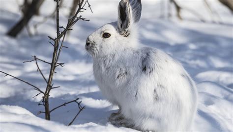 Plants And Animals In The Taiga Biome Sciencing